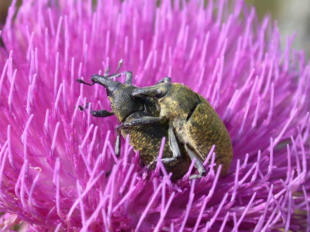 Larinus sp.